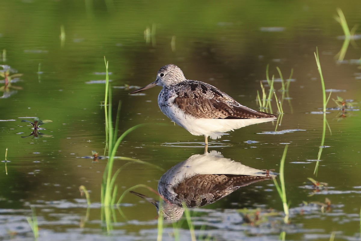 Common Greenshank - ML645982334