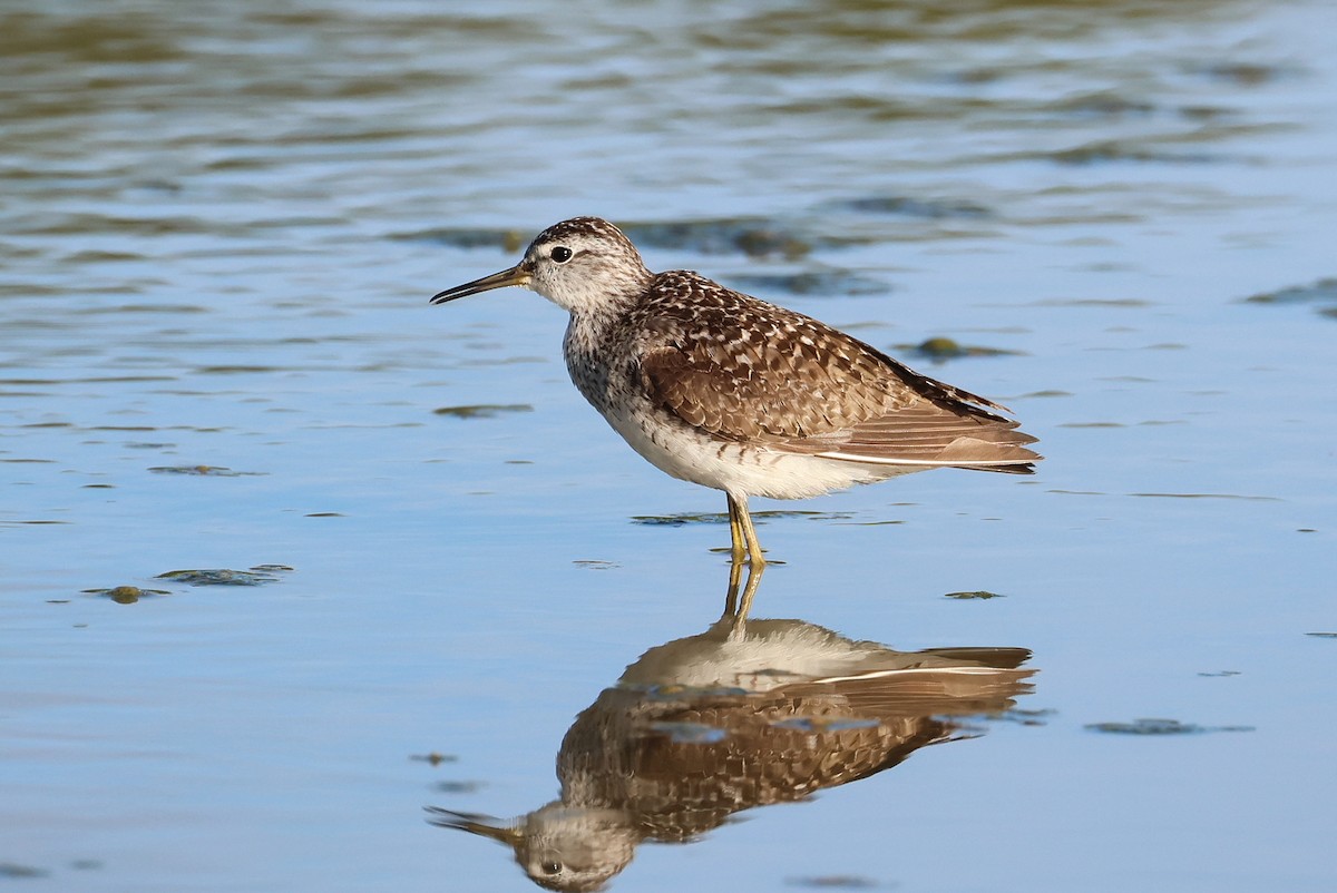 Wood Sandpiper - ML645982336