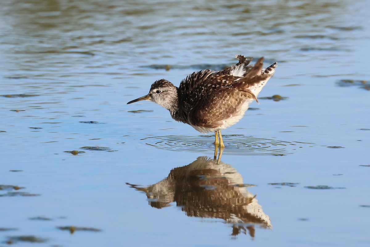 Wood Sandpiper - ML645982337