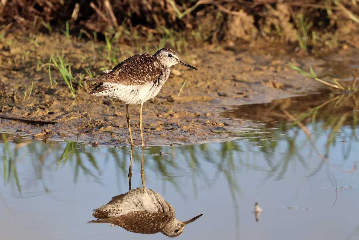 vodouš bahenní - ML645982338