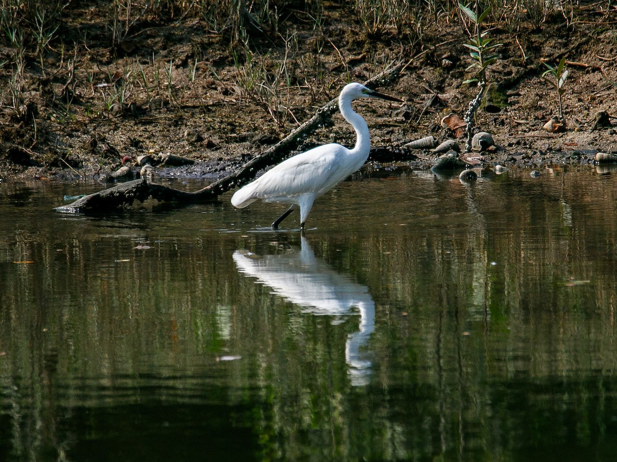 Little Egret - ML645982340