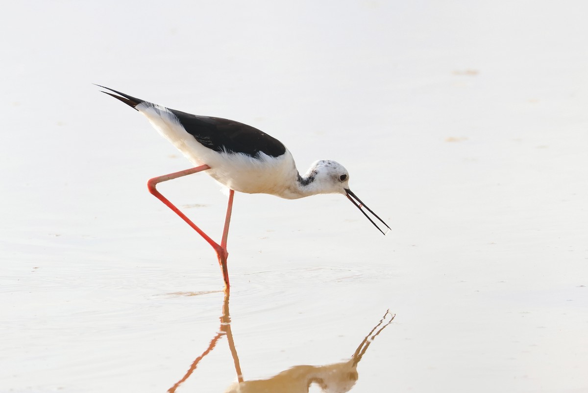 Black-winged Stilt - ML645982343