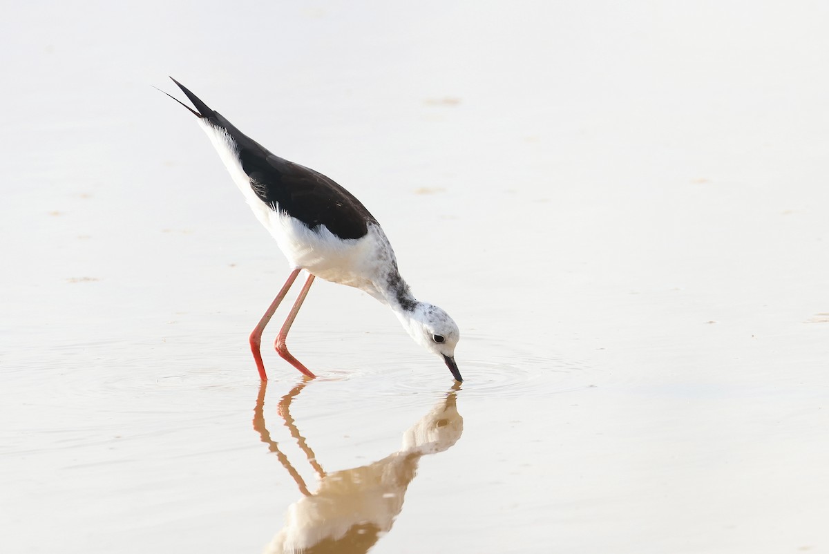 Black-winged Stilt - ML645982344