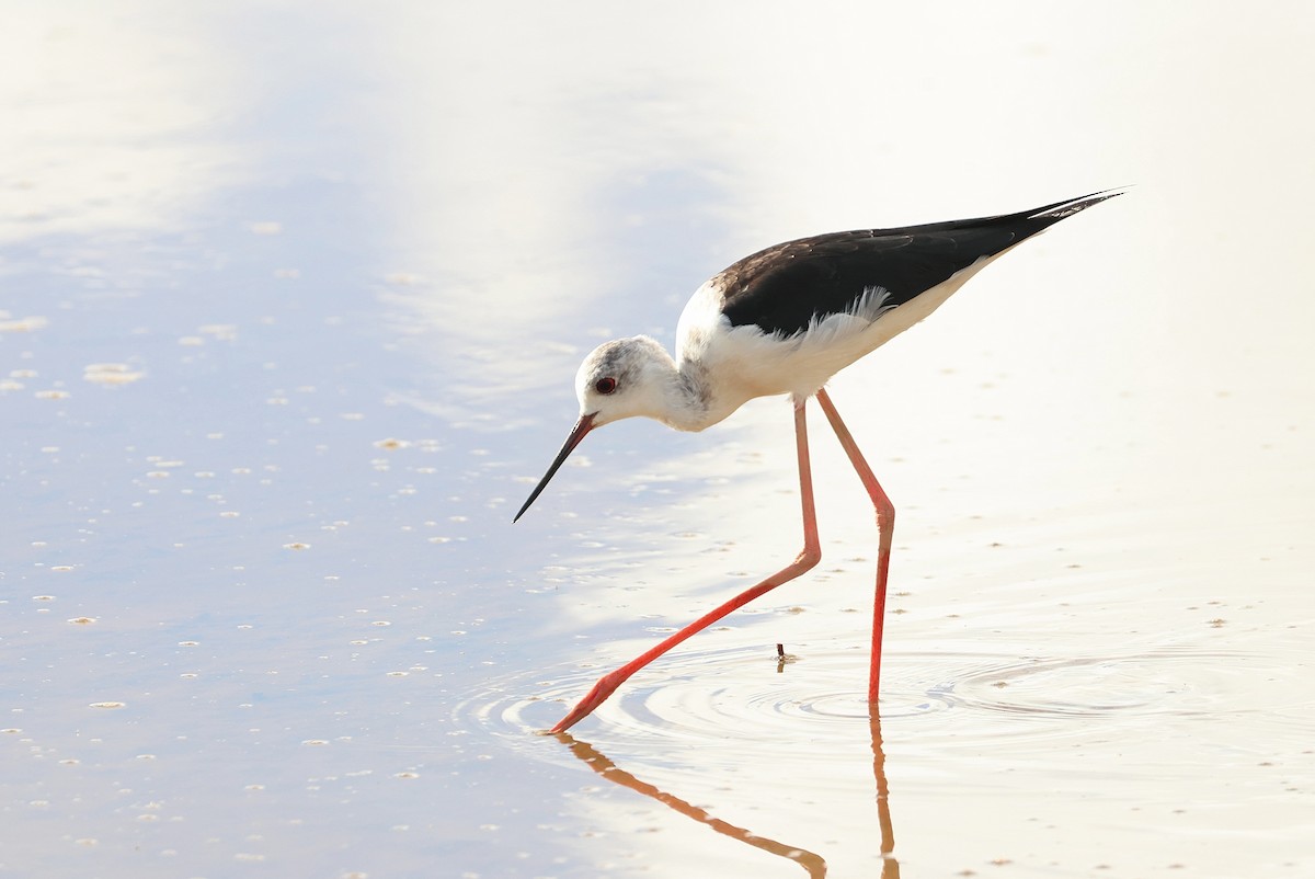 Black-winged Stilt - ML645982345