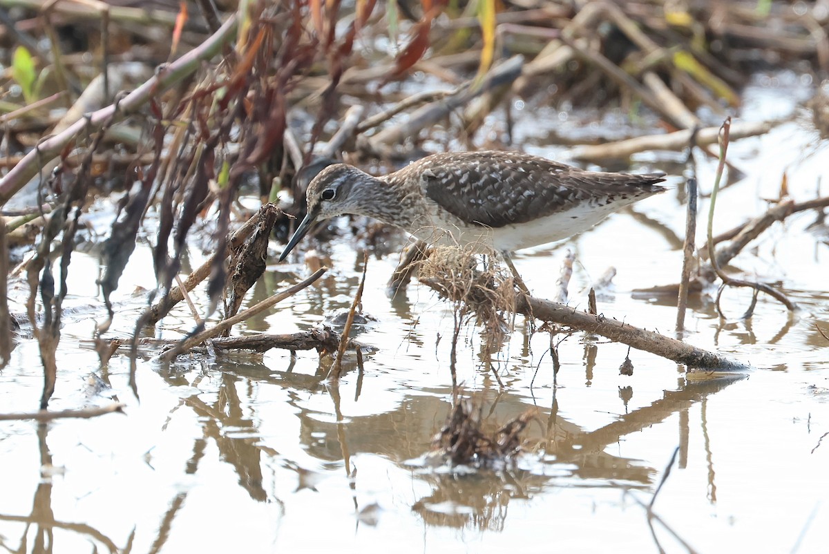 vodouš bahenní - ML645982356