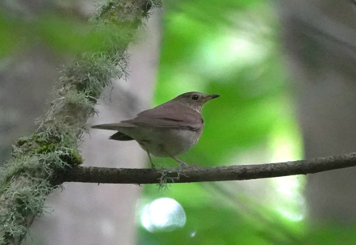 Zorzalito de Swainson - ML645982364