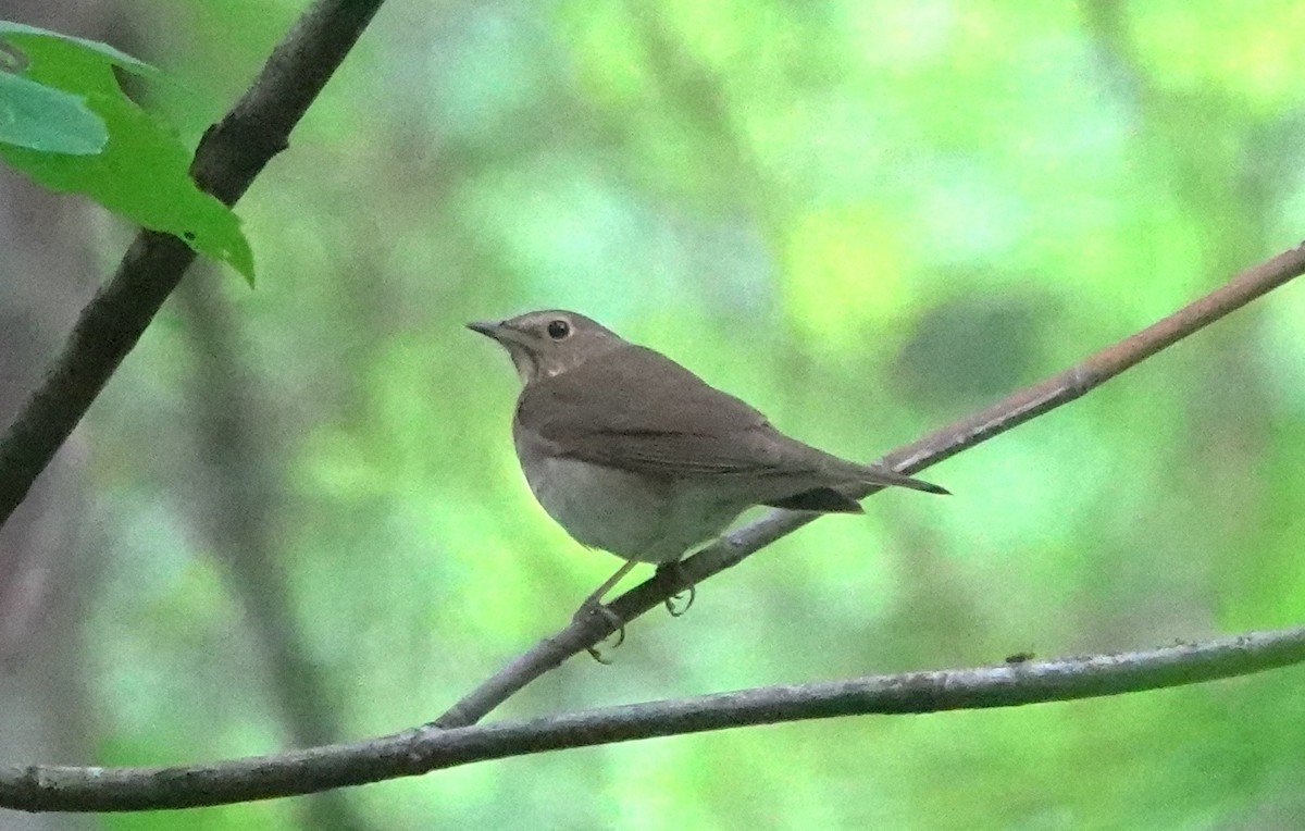 Zorzalito de Swainson - ML645982365