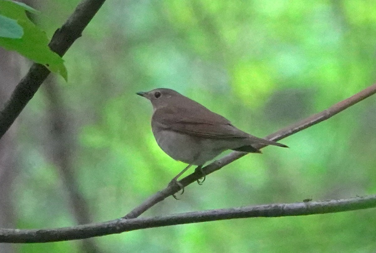 Zorzalito de Swainson - ML645982366