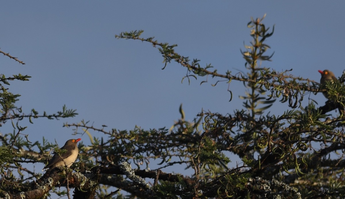 Red-billed Oxpecker - ML645982368