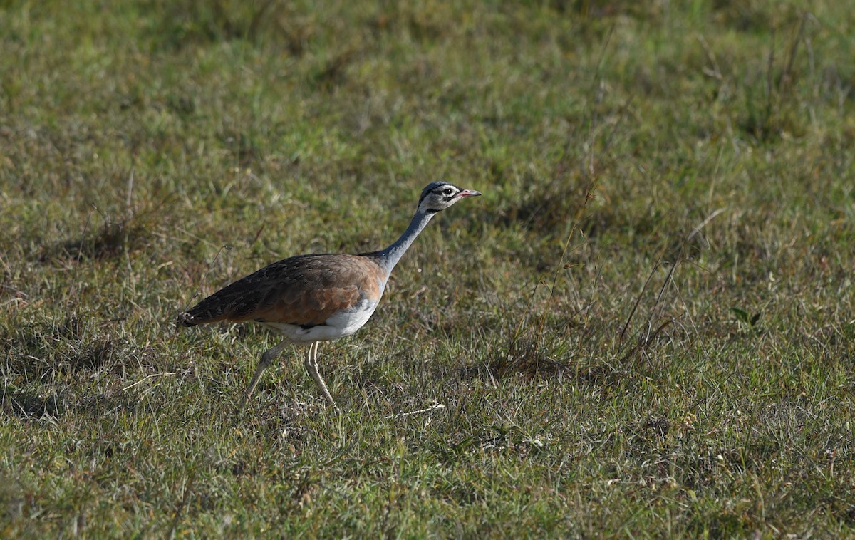 White-bellied Bustard - ML645982369