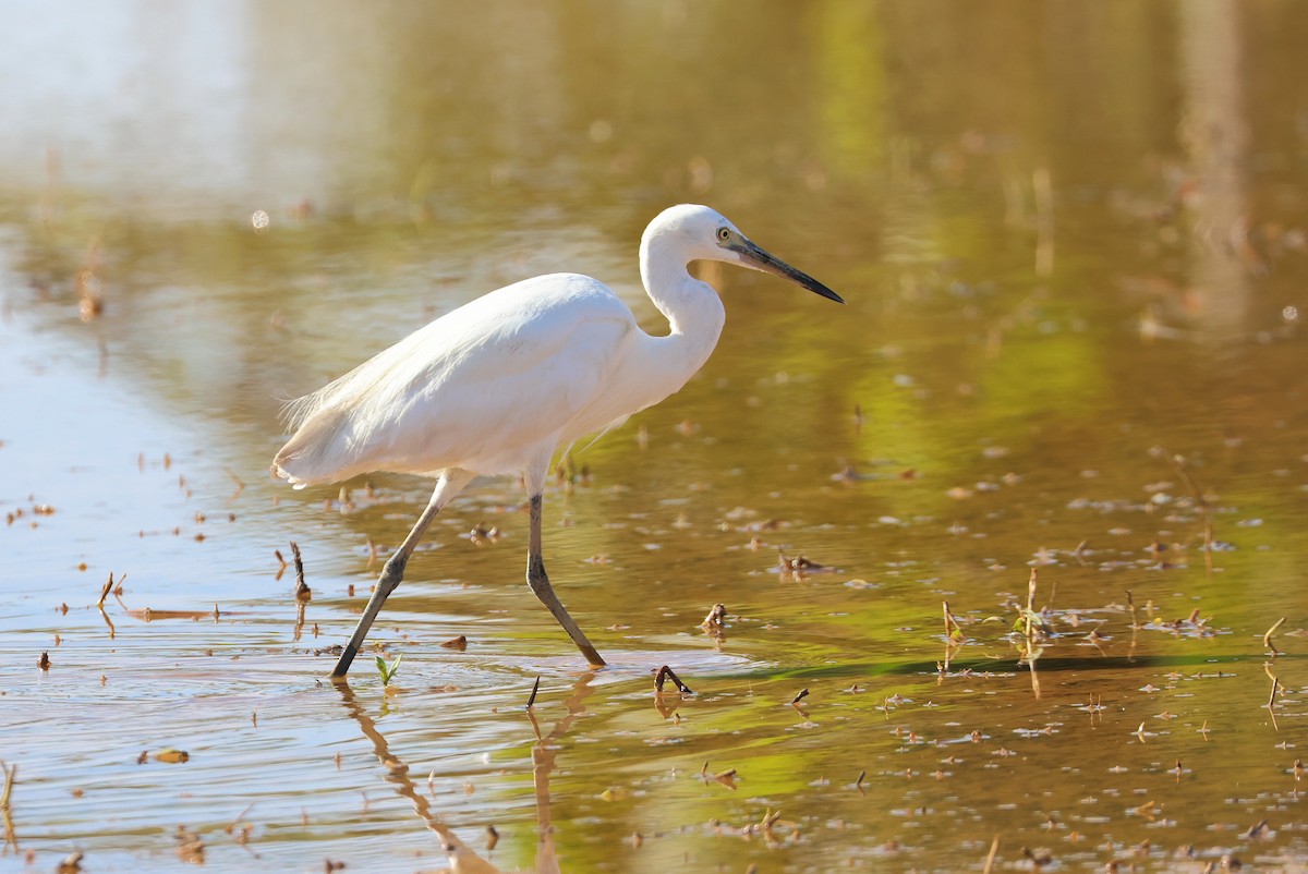 Küçük Ak Balıkçıl - ML645982371