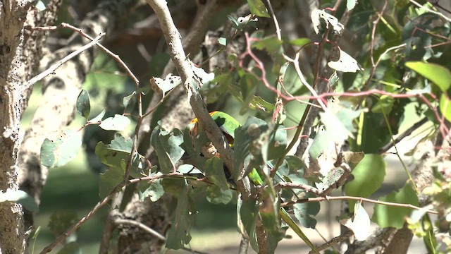 Gökkuşağı Renkli Loriket - ML645982373