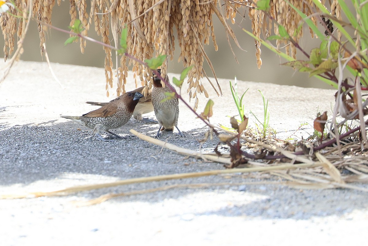 Pullu Munya - ML645982377