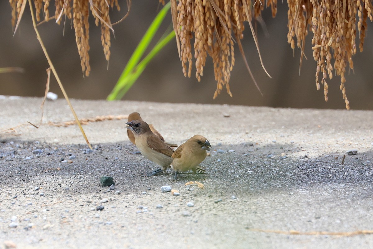 Pullu Munya - ML645982378