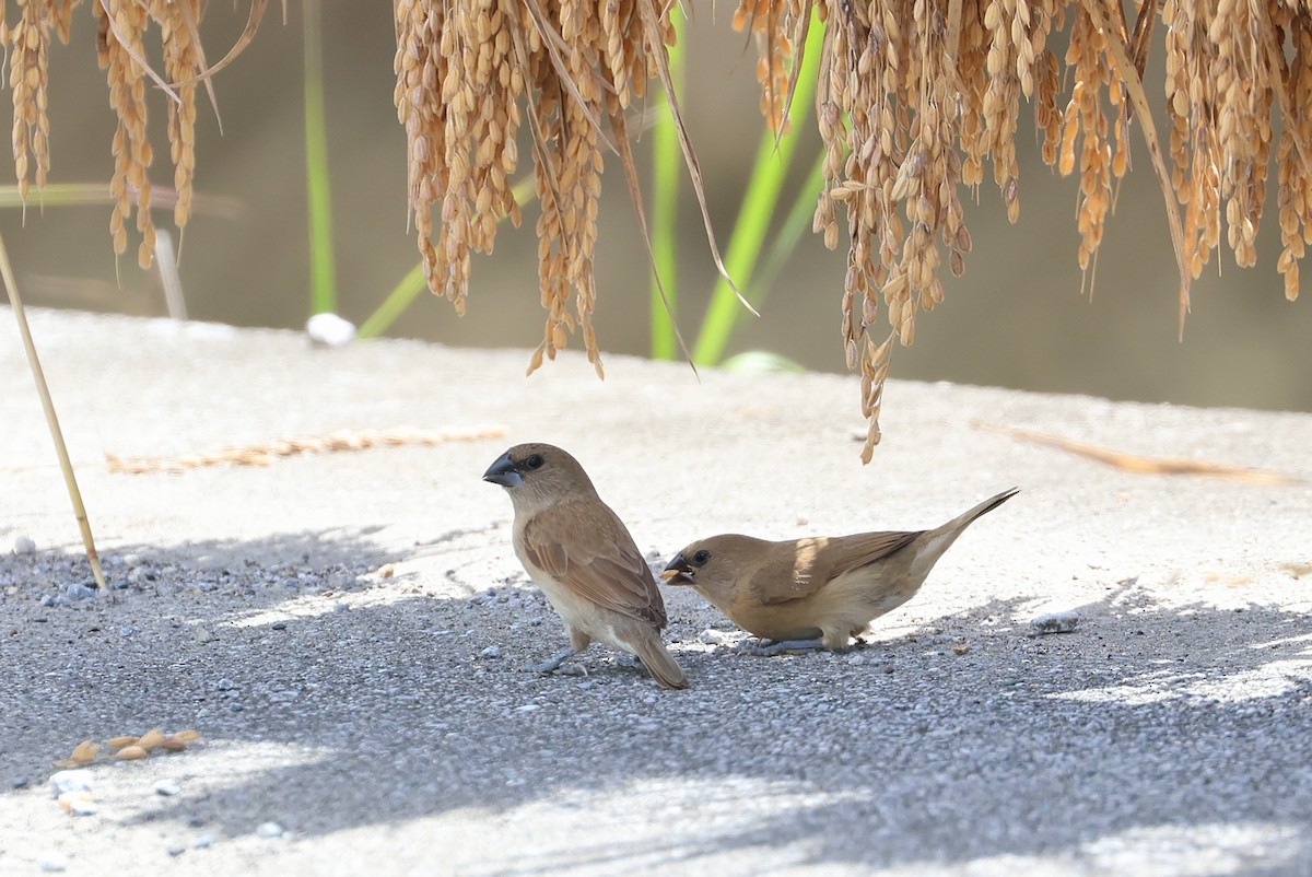 Pullu Munya - ML645982379