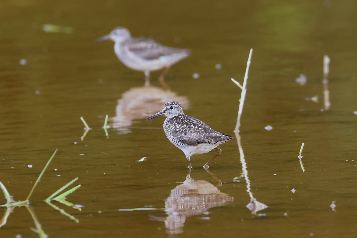 Orman Düdükçünü - ML645982381