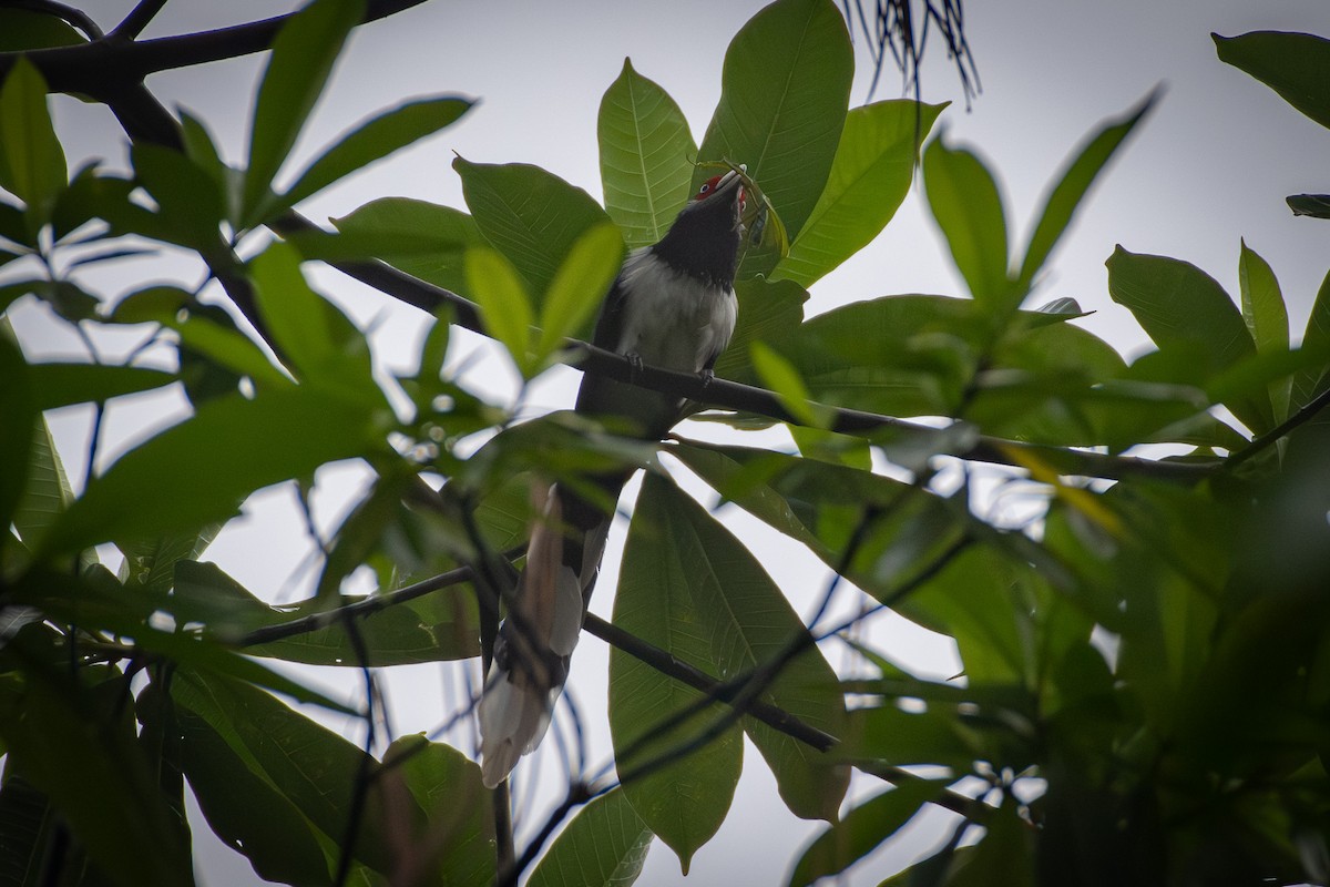 Al Yüzlü Malkoha - ML645982385