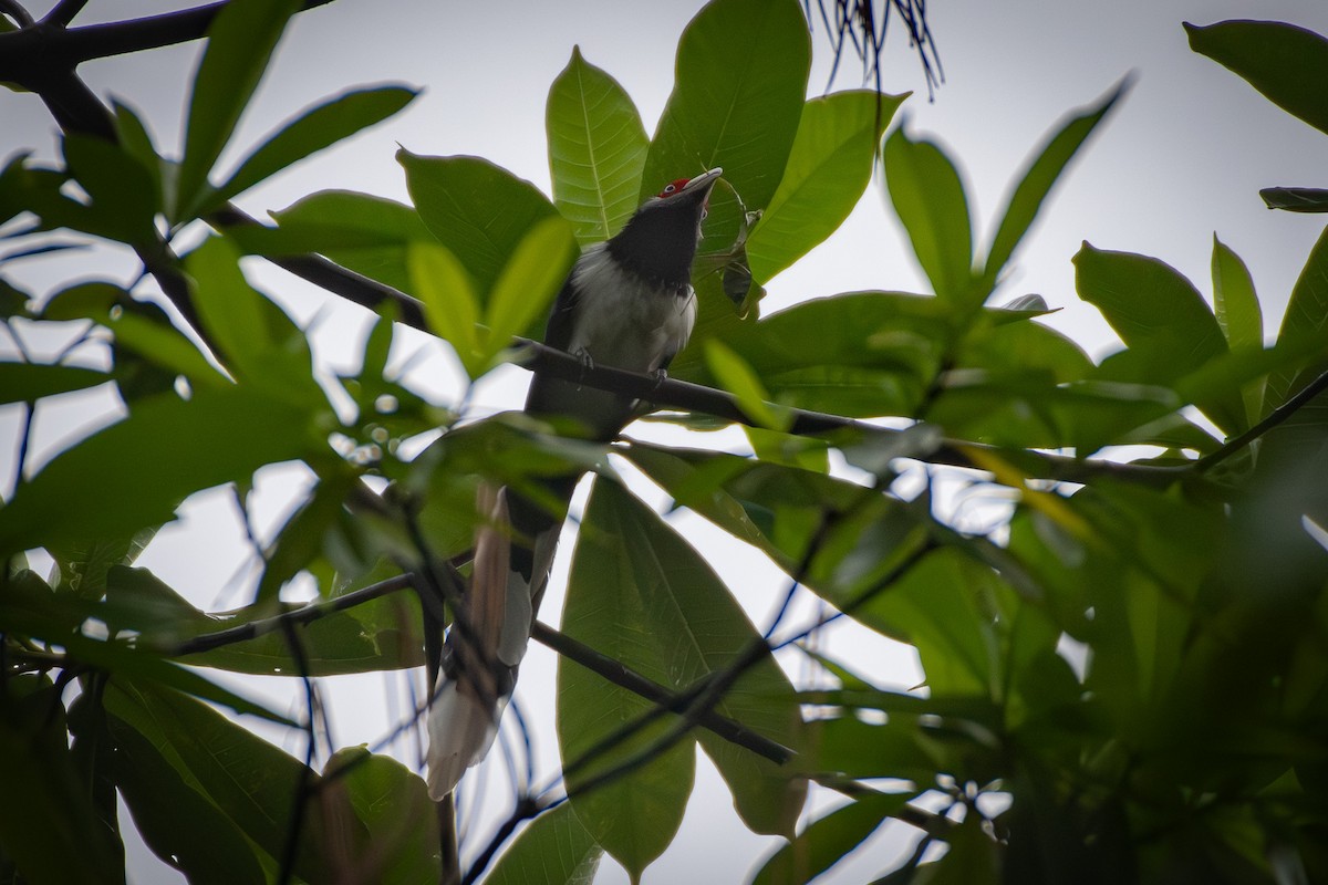 Al Yüzlü Malkoha - ML645982386