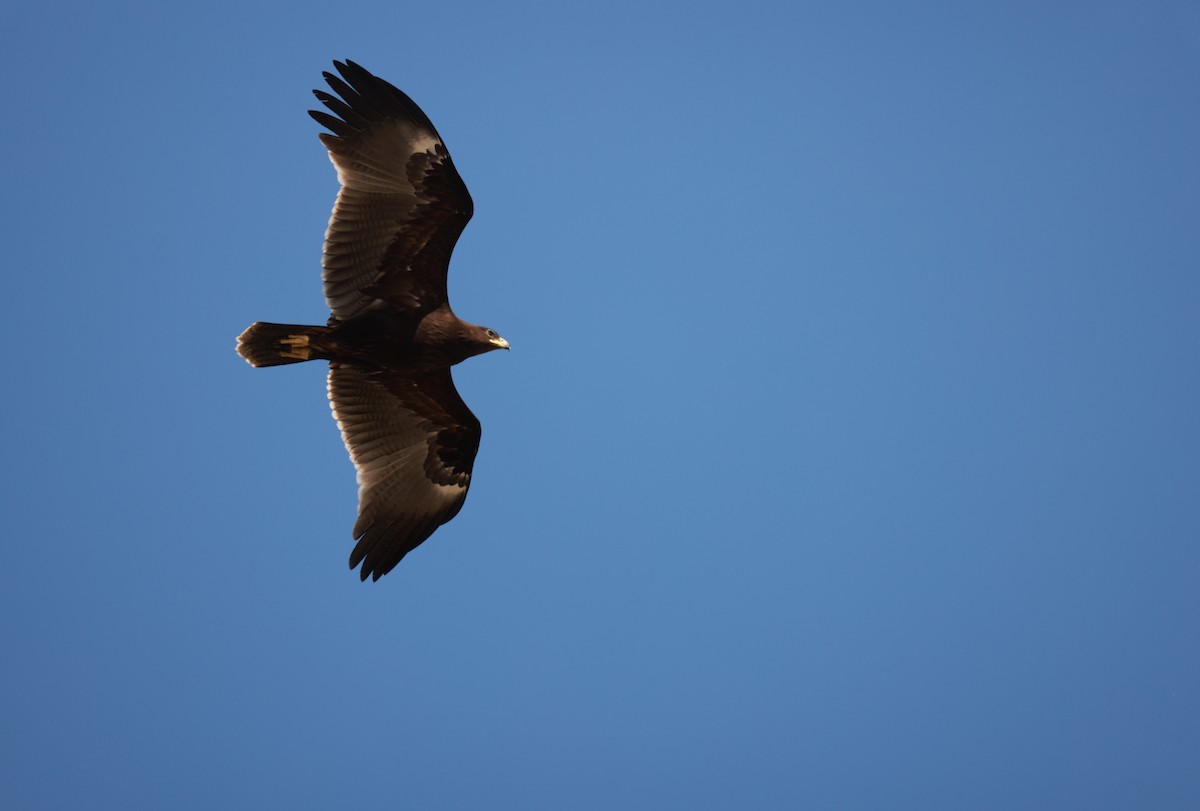 Büyük Orman Kartalı - ML645982389