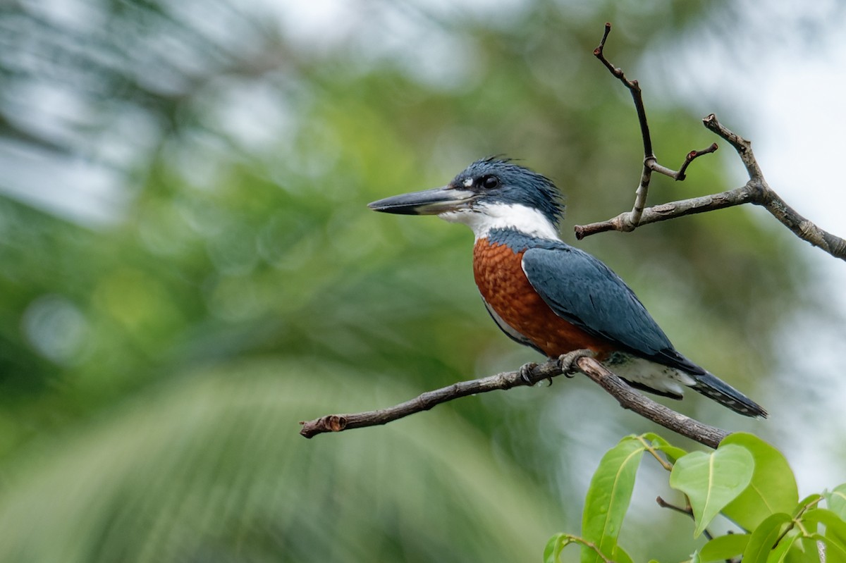 Kolyeli Yalıçapkını - ML645982392