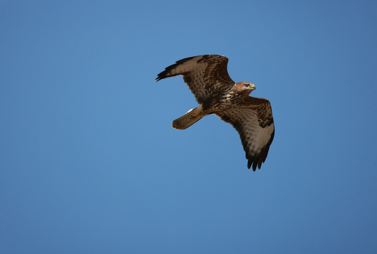 Şahin - ML645982393