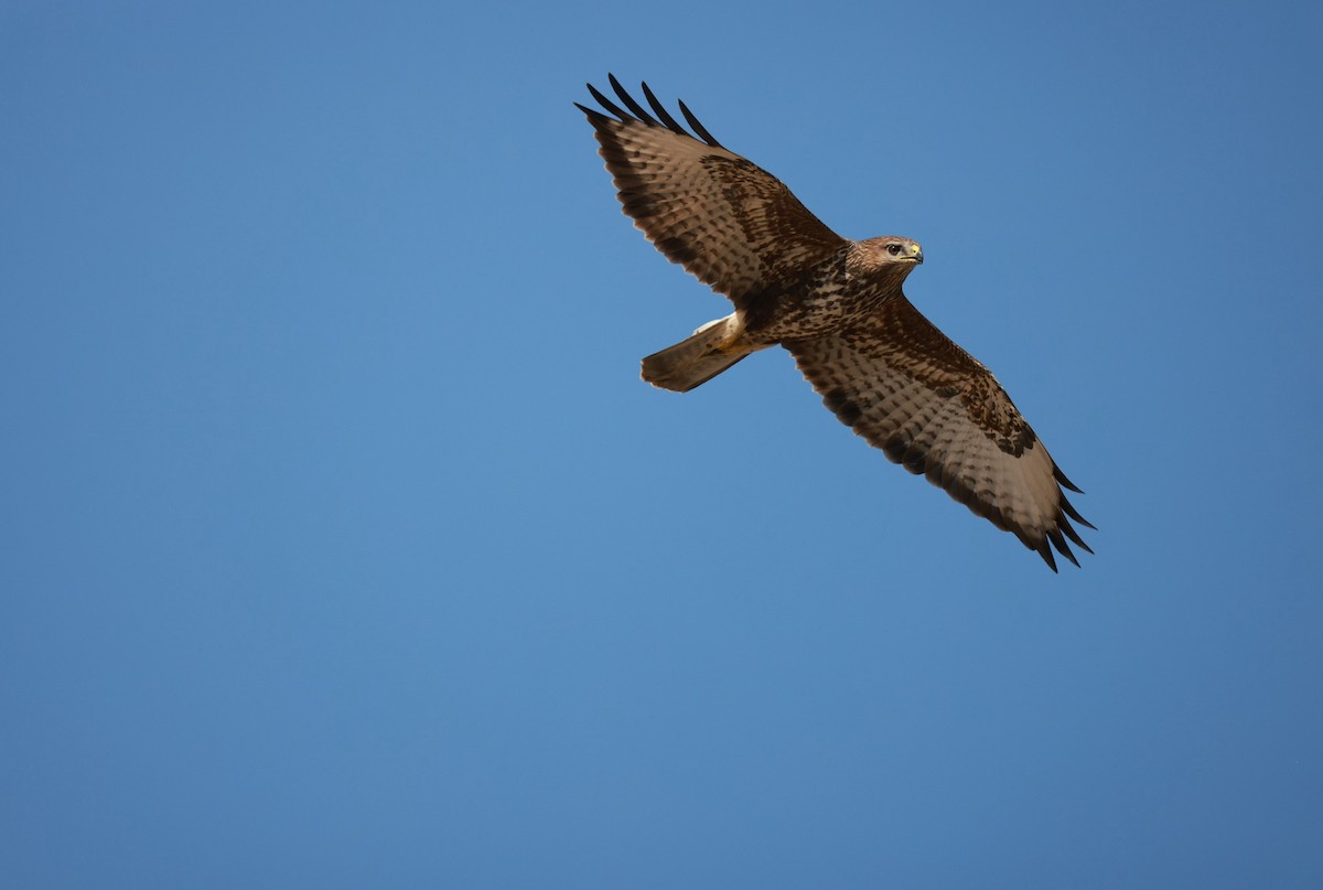 Şahin - ML645982394