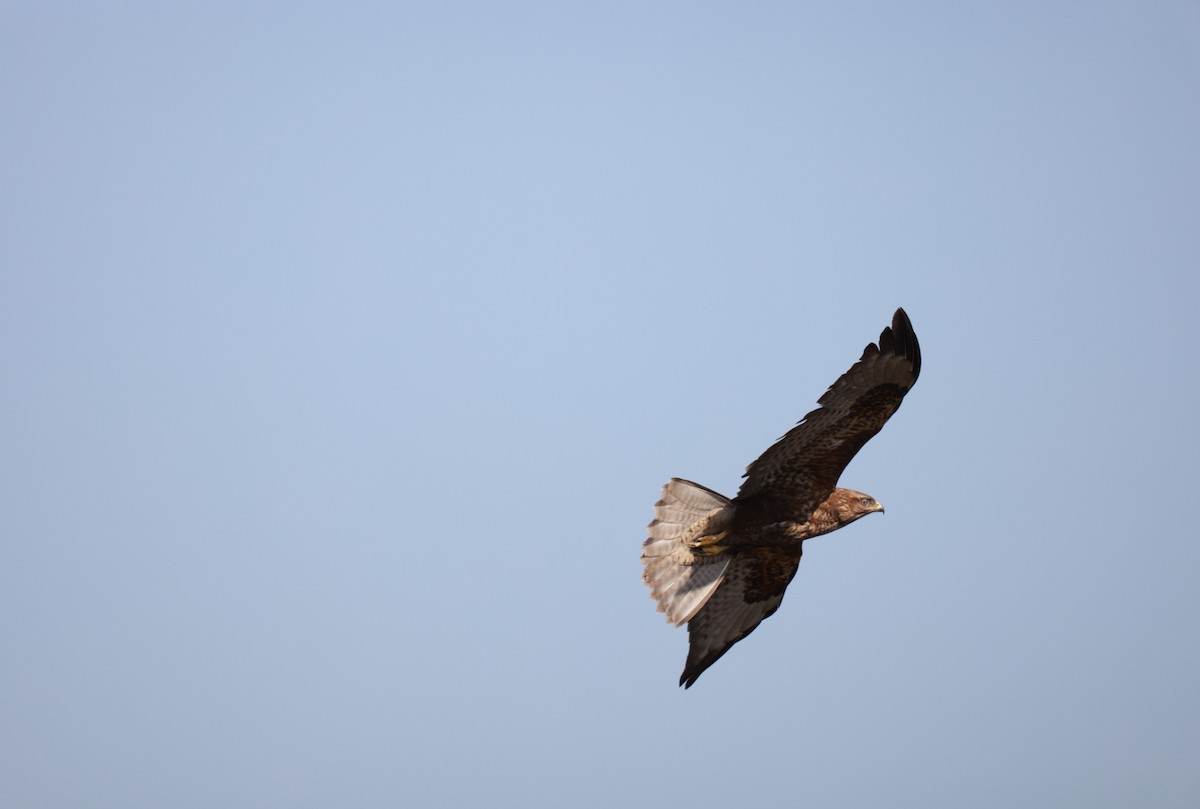 Şahin - ML645982395