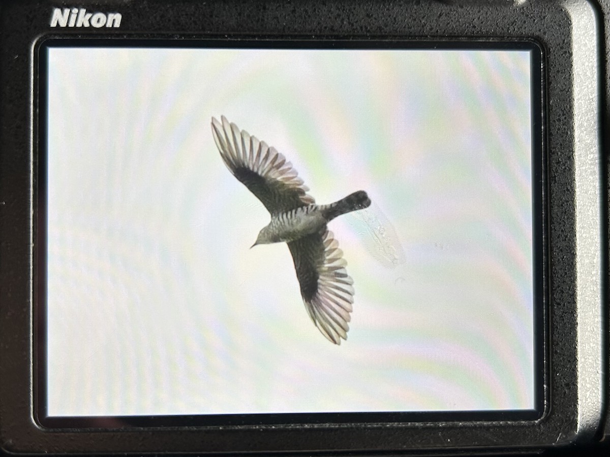 Küçük Zümrüt Guguğu - ML645982397