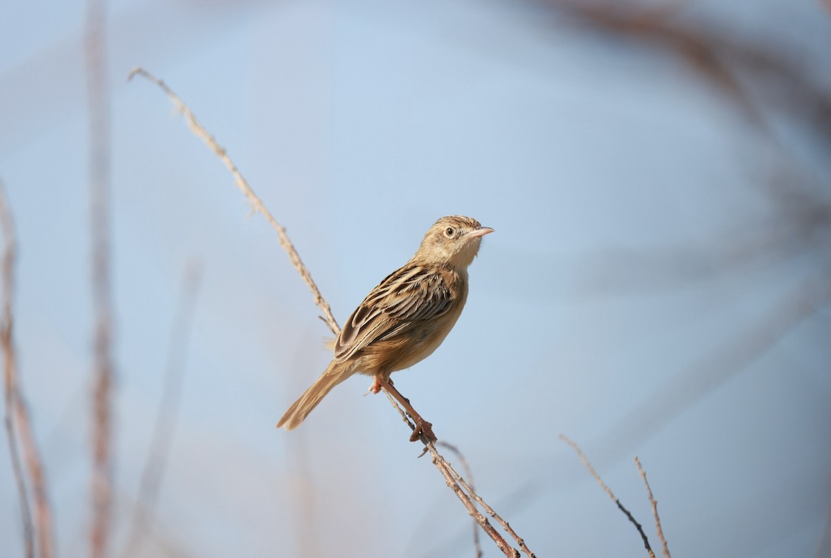 Yelpazekuyruk - ML645982398