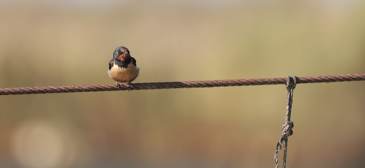 Kır Kırlangıcı - ML645982399