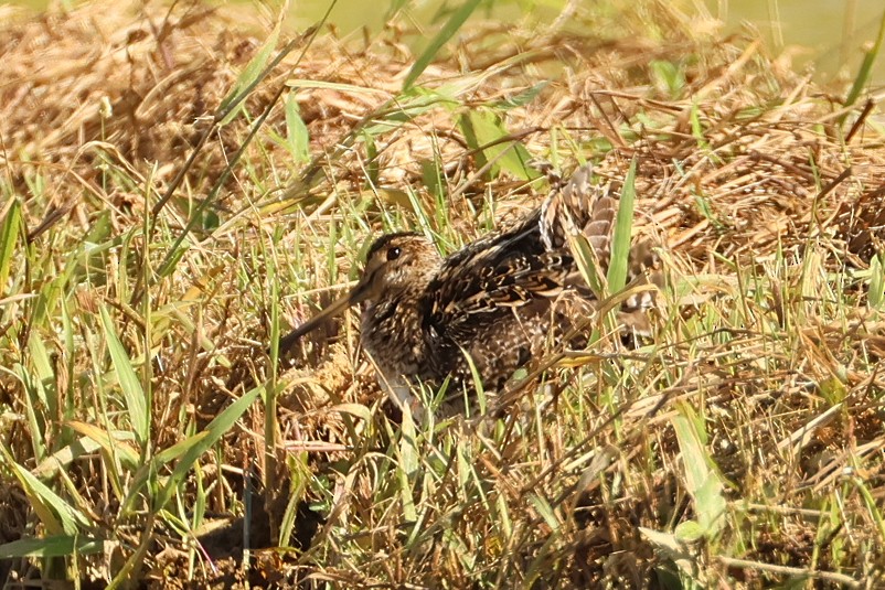 中地鷸 - ML645982402