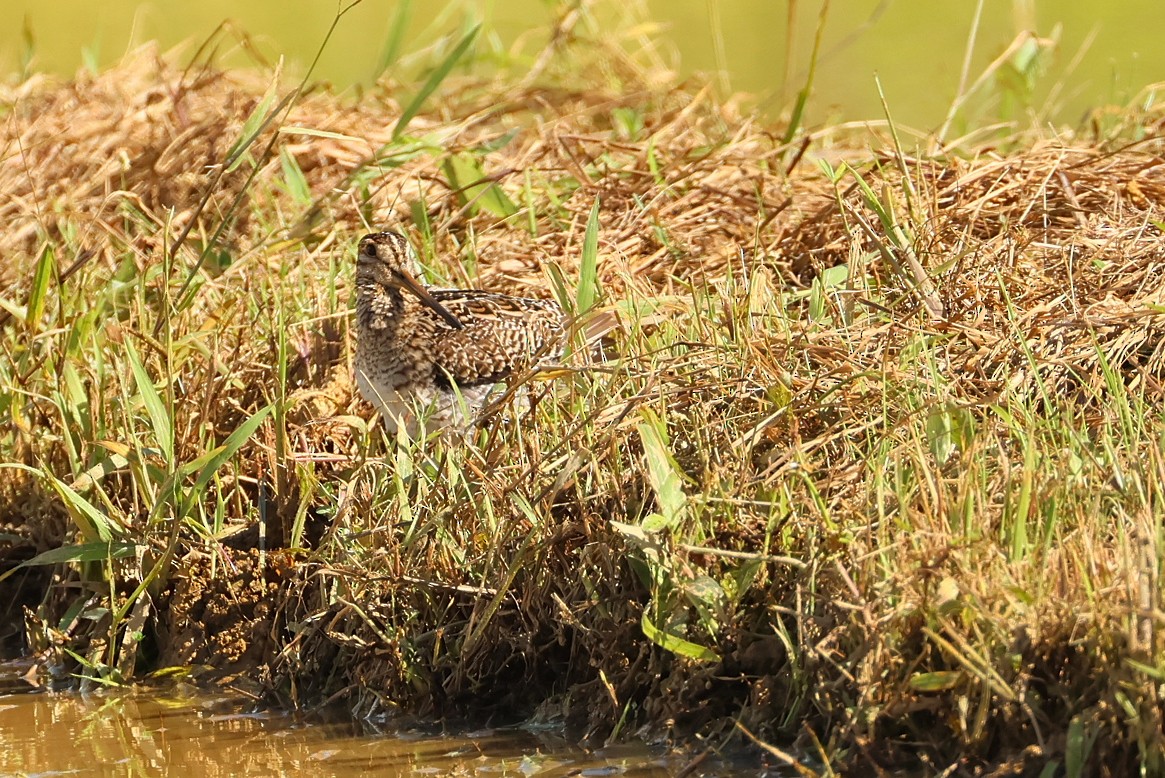 中地鷸 - ML645982403