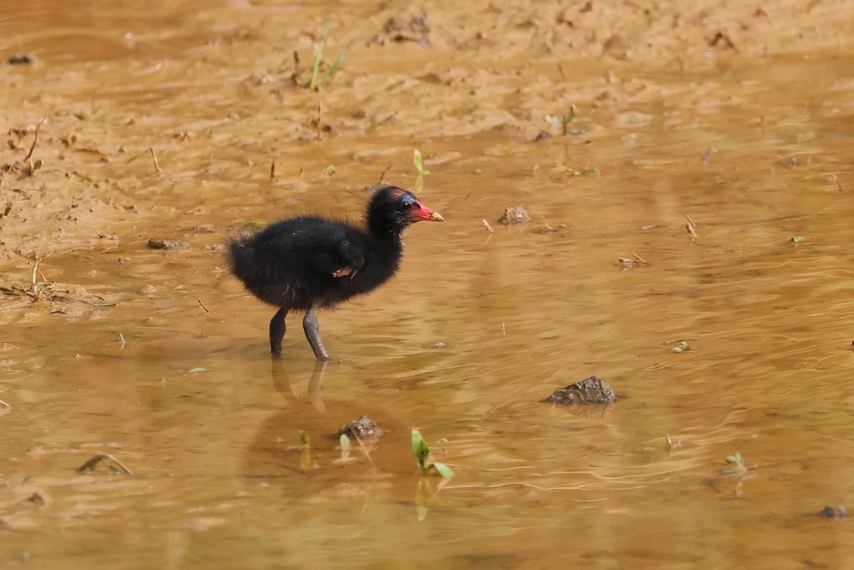 Gallinule poule-d'eau - ML645982404