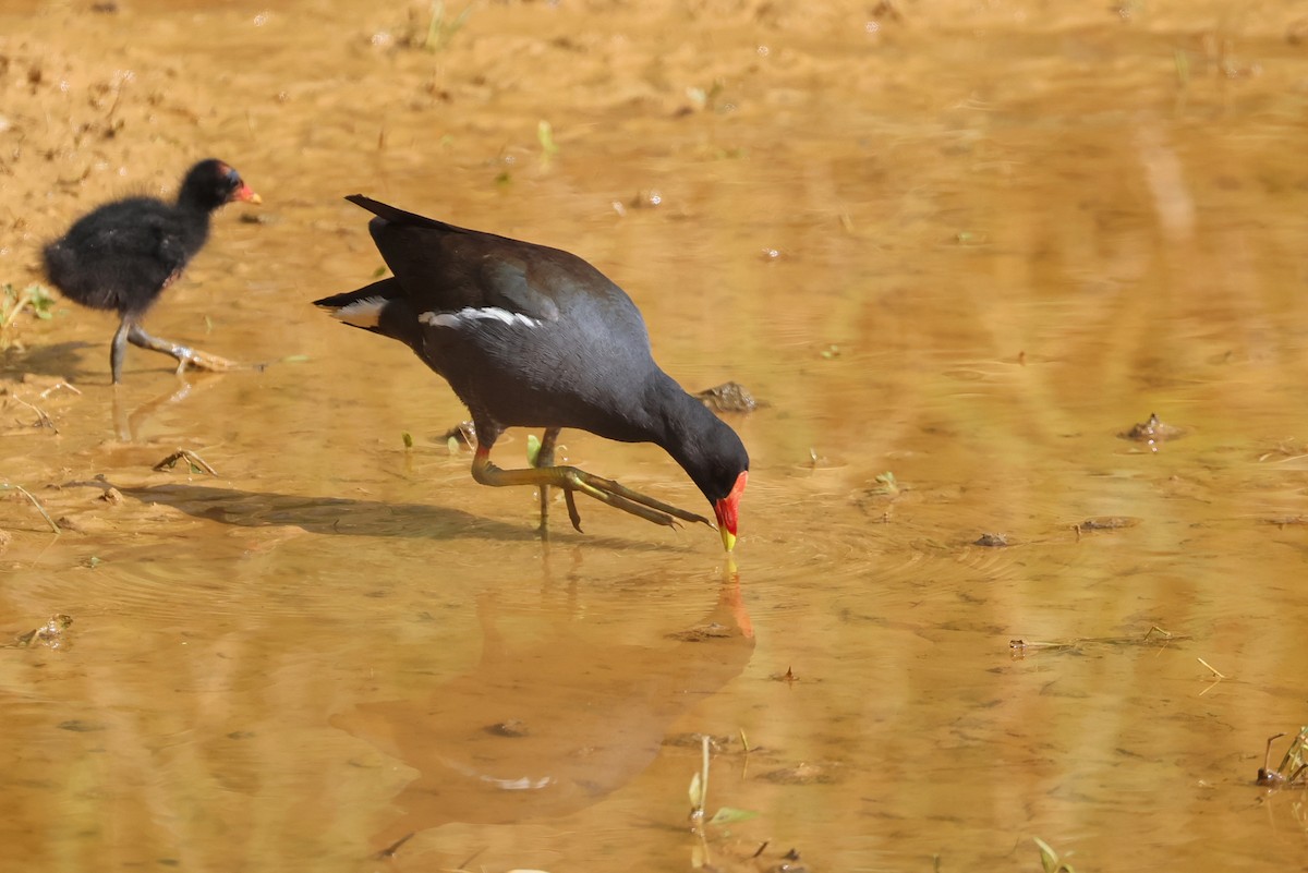 Gallinule poule-d'eau - ML645982405