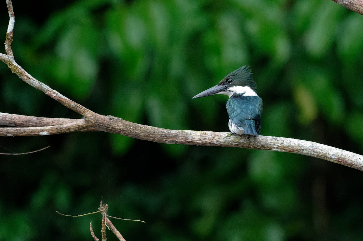Martin-pêcheur d'Amazonie - ML645982410