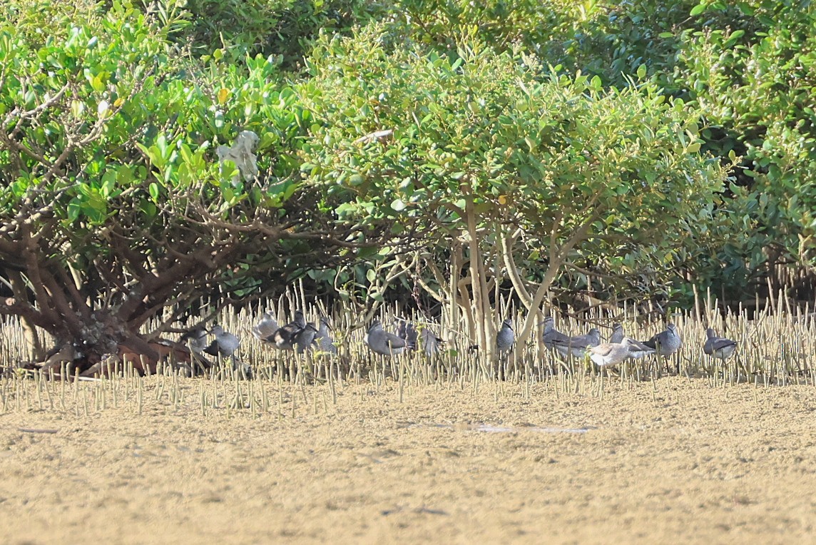 Chevalier de Sibérie - ML645982411