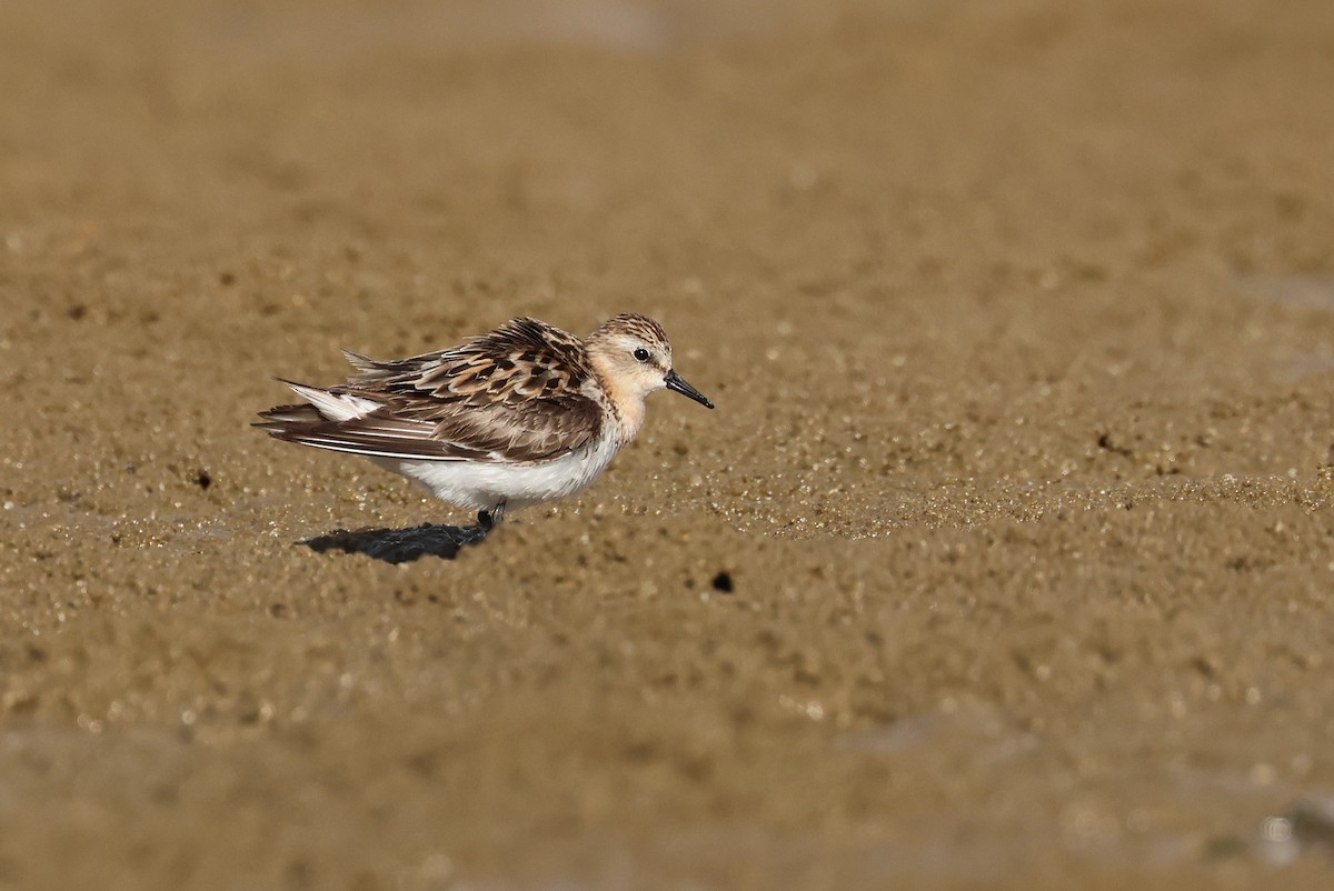 Bécasseau à col roux - ML645982412