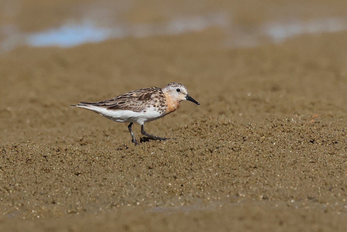 Bécasseau à col roux - ML645982413