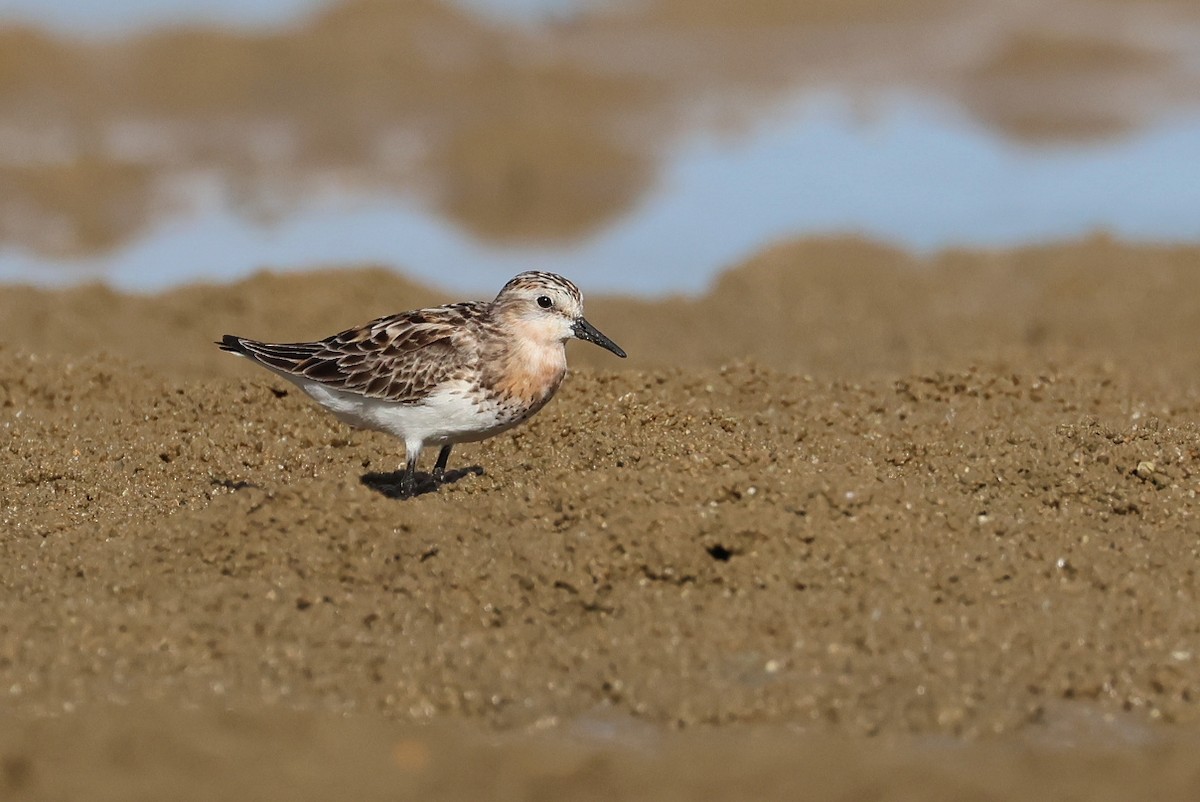 Bécasseau à col roux - ML645982414