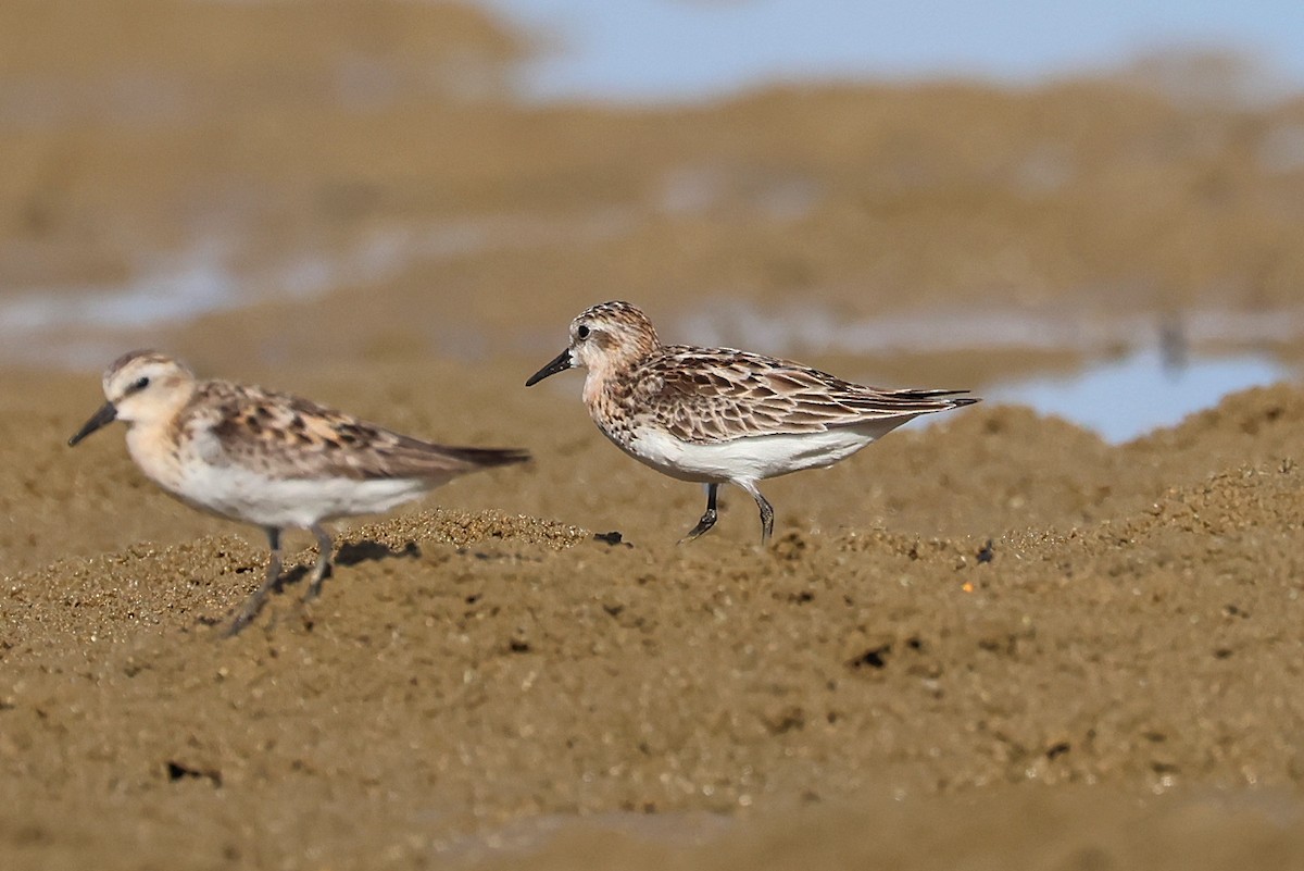 Bécasseau à col roux - ML645982415