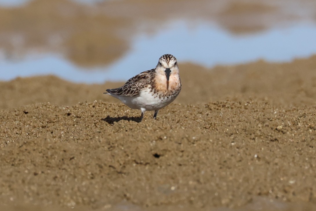 Bécasseau à col roux - ML645982416