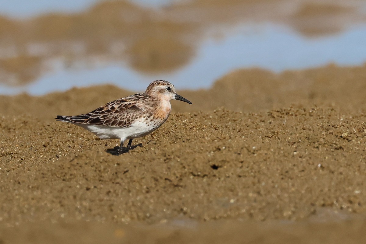 Bécasseau à col roux - ML645982418