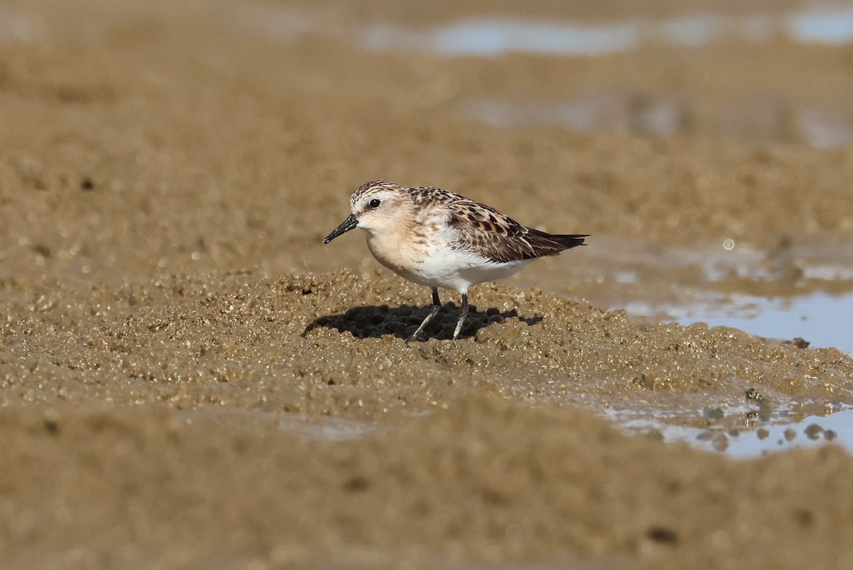 Bécasseau à col roux - ML645982419