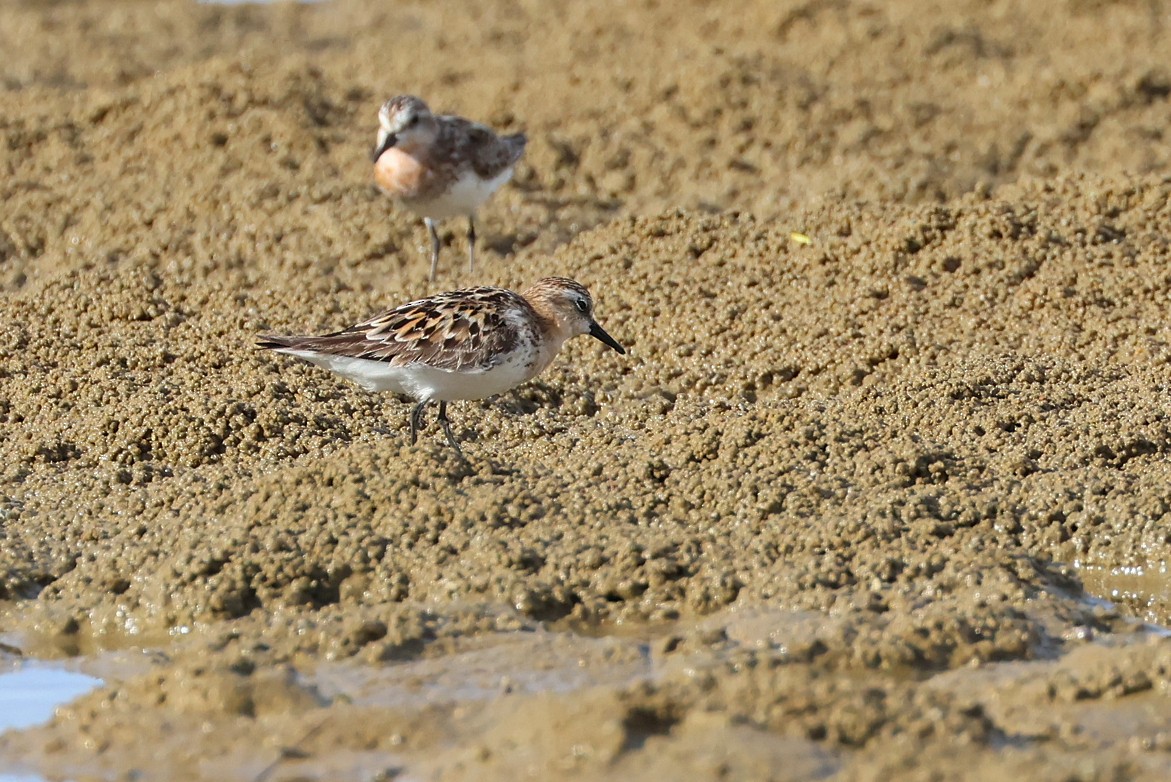 Bécasseau à col roux - ML645982420