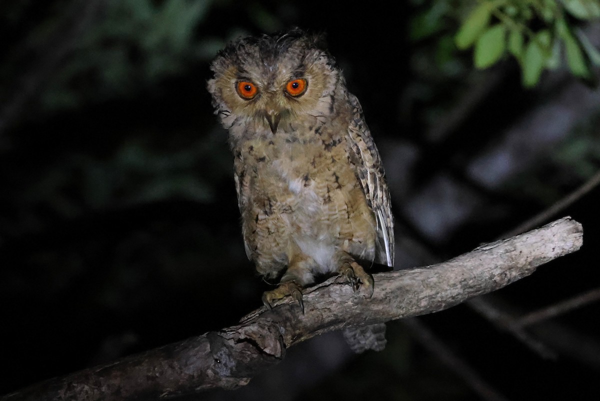 Petit-duc du Japon - ML645982422