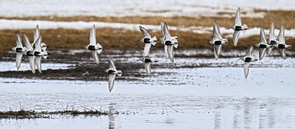 Bécasseau variable - ML645982425