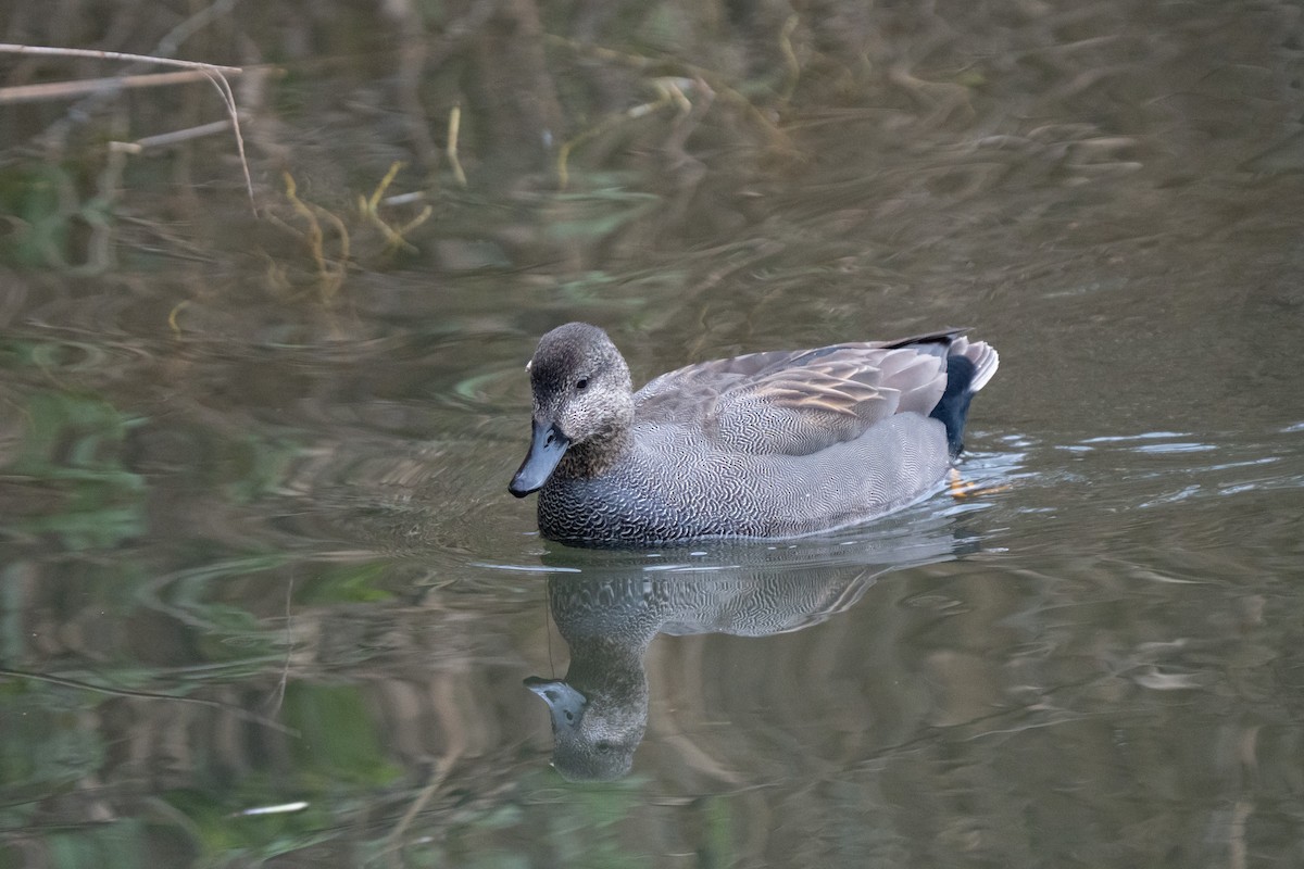 Canard chipeau - ML645982427
