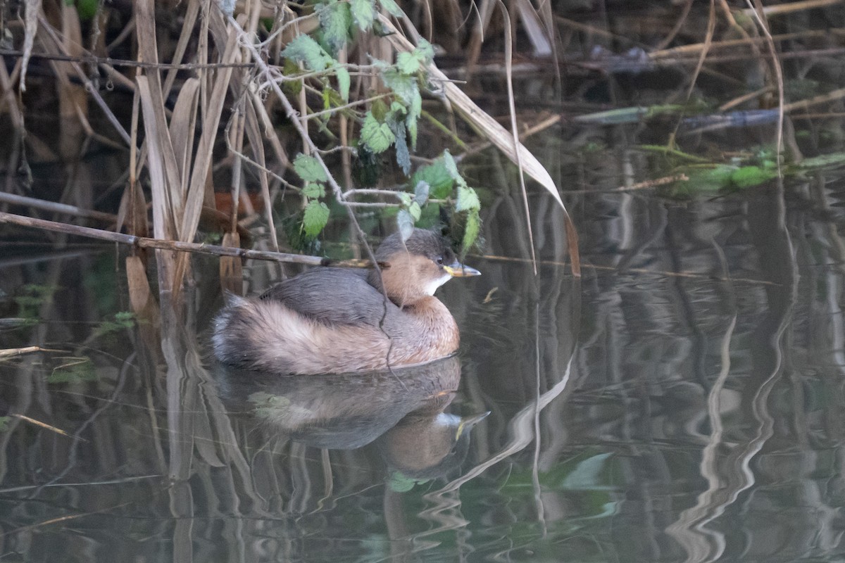 Grèbe castagneux - ML645982428