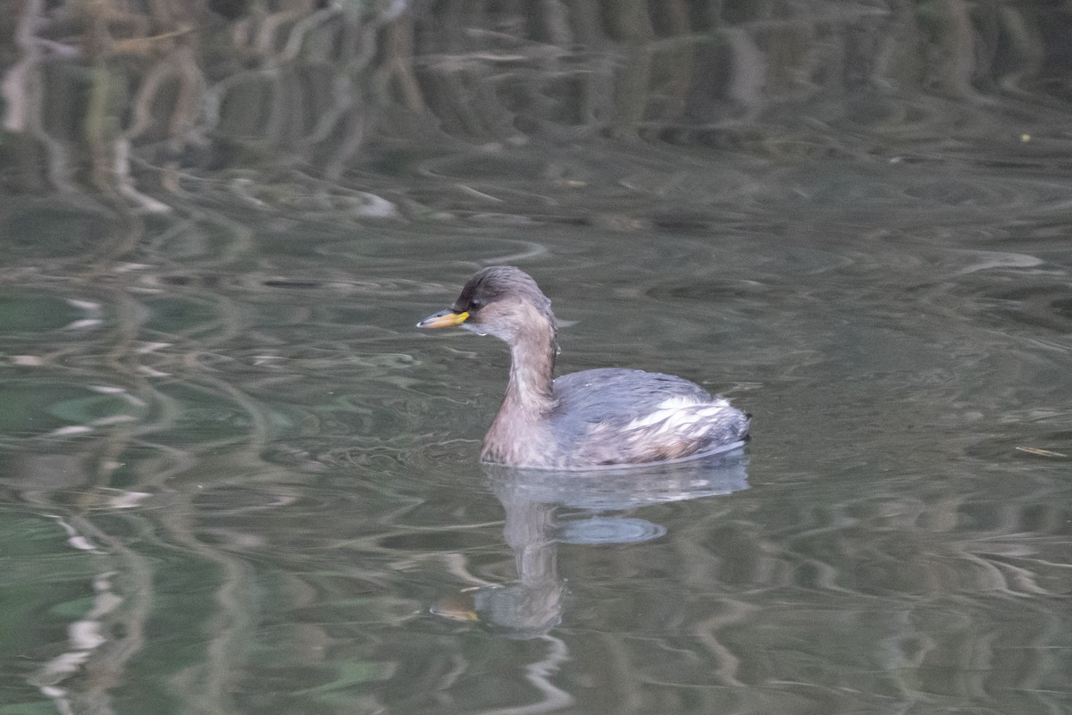 Grèbe castagneux - ML645982429