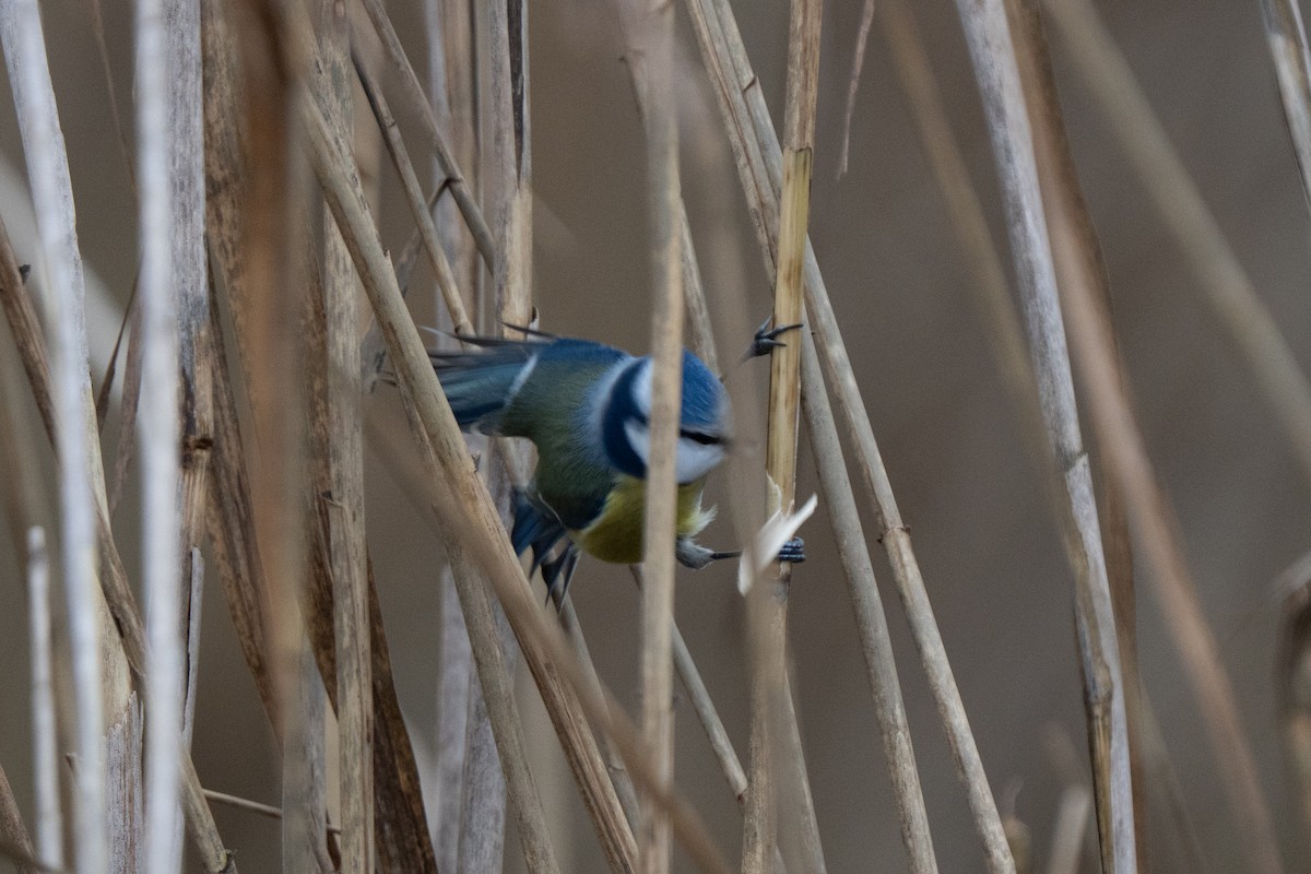 Mésange bleue - ML645982430